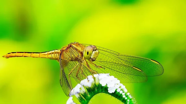 Libélula Macro Natural Prado Natureza Amarelo Verde Backgound — Fotografia de Stock