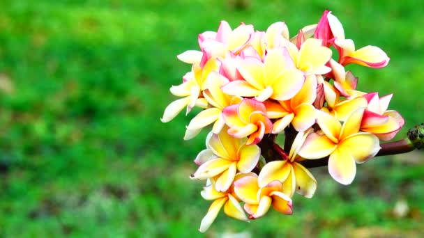 Příroda Zblízka Bílé Žluté Růžové Plumeria Květ Větvi Stromu — Stock video