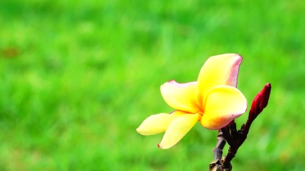 4K木の枝に白い黄色のピンク色のプルメリアの花の自然閉鎖 — ストック動画
