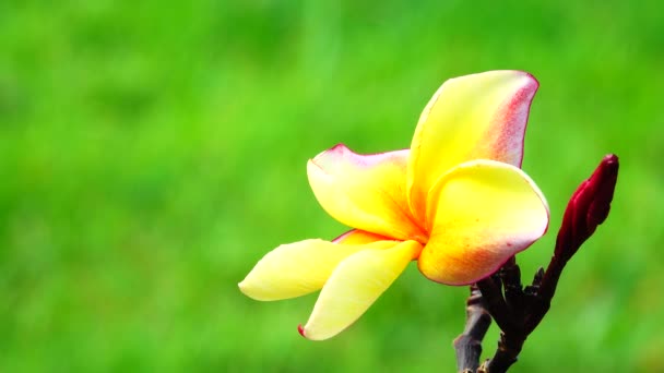 Naturaleza Primer Plano Blanco Amarillo Plumeria Flor Rosa Una Rama — Vídeos de Stock