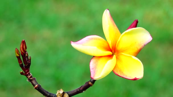 Natur Närbild Vit Gul Rosa Plumeria Blomma Trädgren — Stockvideo