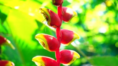 4k Strelitzia, Strelitzia reginae, Cennet Kuşu Çiçeği (Turna çiçeği, Turuncu Asya Çiçeği) video, video