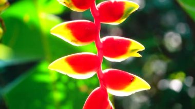 4k Strelitzia, Strelitzia reginae, Cennet Kuşu Çiçeği (Turna çiçeği, Turuncu Asya Çiçeği) video, video