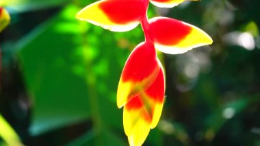 4k Strelitzia, Strelitzia reginae, Cennet Kuşu Çiçeği (Turna çiçeği, Turuncu Asya Çiçeği) video, video