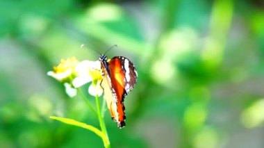 4k video görüntüsü Tayland 'ın güzel kelebeğini çayır çiçeklerinin üzerinde doğa