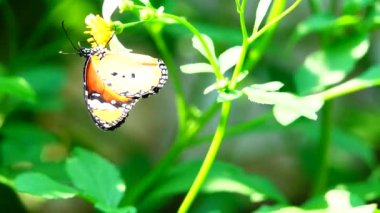 4k video görüntüsü Tayland 'ın güzel kelebeğini çayır çiçeklerinin üzerinde doğa