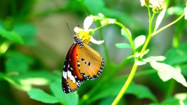 4k video görüntüsü Tayland 'ın güzel kelebeğini çayır çiçeklerinin üzerinde doğa