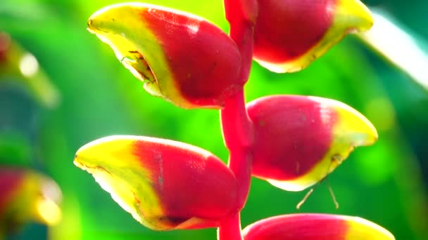 Strelitzia Strelitzia Reginae Bird Paradise Flower Daru Virág Narancs Ázsiai — Stock videók