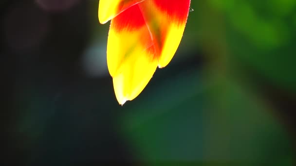 Strelitzia Strelitzia Reginae Bird Paradise Flower Daru Virág Narancs Ázsiai — Stock videók