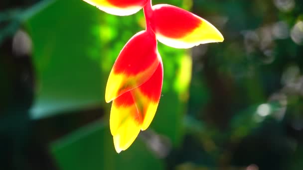 Strelitzia Strelitzia Reginae Pájaro Del Paraíso Flor Flor Grulla Naranja — Vídeos de Stock