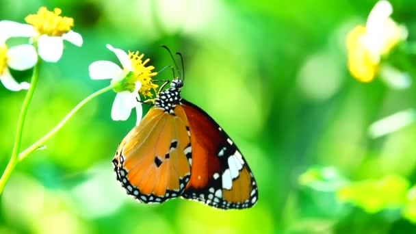Video Görüntüsü Tayland Güzel Kelebeğini Çayır Çiçeklerinin Üzerinde Doğa — Stok video