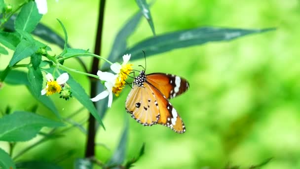 Thai Beautiful Butterfly Meadow Flowers Nature Outdoor — Stock Video
