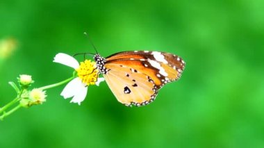 4K Thai güzel kelebek çayır çiçekleri doğa