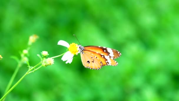 Thaise Mooie Vlinder Weide Bloemen Natuur Buiten — Stockvideo