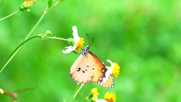 Thai Beau Papillon Sur Prairie Fleurs Nature Extérieur — Video