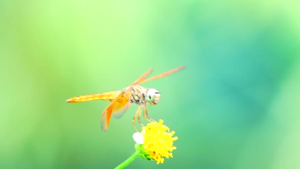 4K美丽的黄色蜻蜓在美丽的日出时分飞上了树 蜻蜓是大型多面性眼睛的特征两对结实透明的翅膀彩色斑块 — 图库视频影像