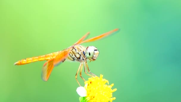 Bella Libellula Nera Gialla Cattura Volante Albero Bella Alba Del — Video Stock