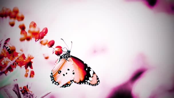 1080P Super Langsam Thai Schmetterling Auf Der Weide Blumen Insekt — Stockvideo