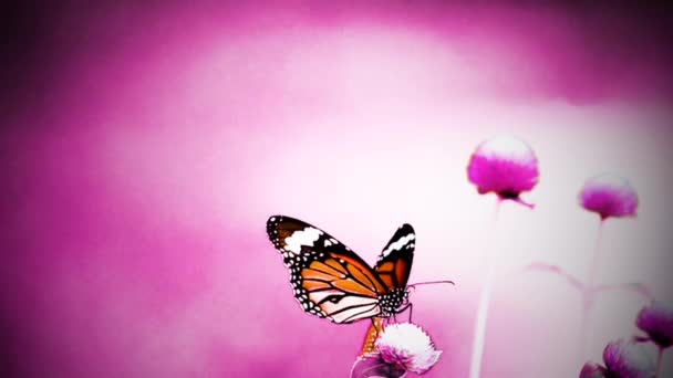 1080P Super Langsam Thai Schmetterling Auf Der Weide Blumen Insekt — Stockvideo