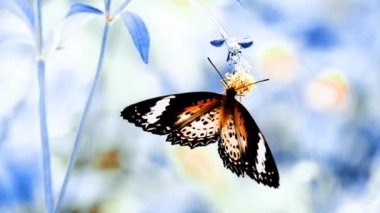 HD 1080p Süper yavaş Tayland Kelebeği Çayırda Çiçeklerde Böcek Doğa