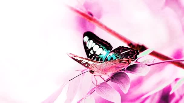 1080P Супер Повільний Тайський Метелик Пасовищах Комахи Відкритому Повітрі — стокове відео