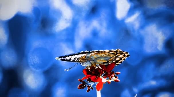 1080P Σούπερ Αργή Πεταλούδα Της Ταϊλάνδης Βοσκοτόπια Λουλούδια Έντομα Εξωτερική — Αρχείο Βίντεο