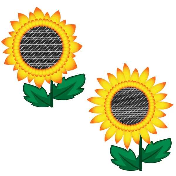 Sunflower flower vector set, isolated on white background. Artistic style colorful botanical sketch.