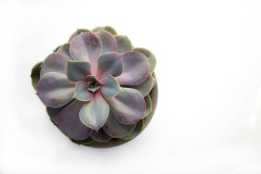 Echeveria etli