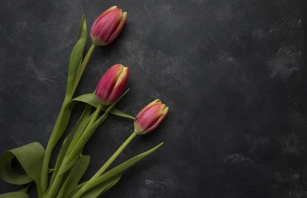 Donker roze tulpen — Stockfoto