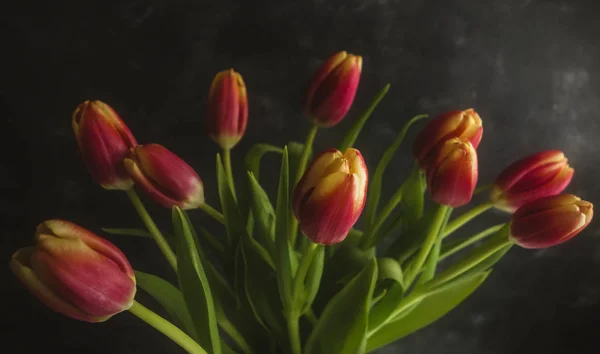 Donker roze tulpen — Stockfoto