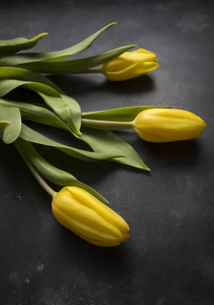 Gele tulpen — Stockfoto