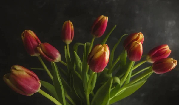 Tulipanes rosados oscuros Fotos de stock