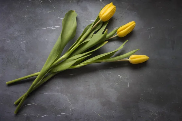 Gele tulpen — Stockfoto