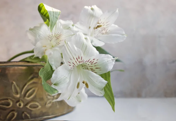 Vit alstroemeria Stockbild