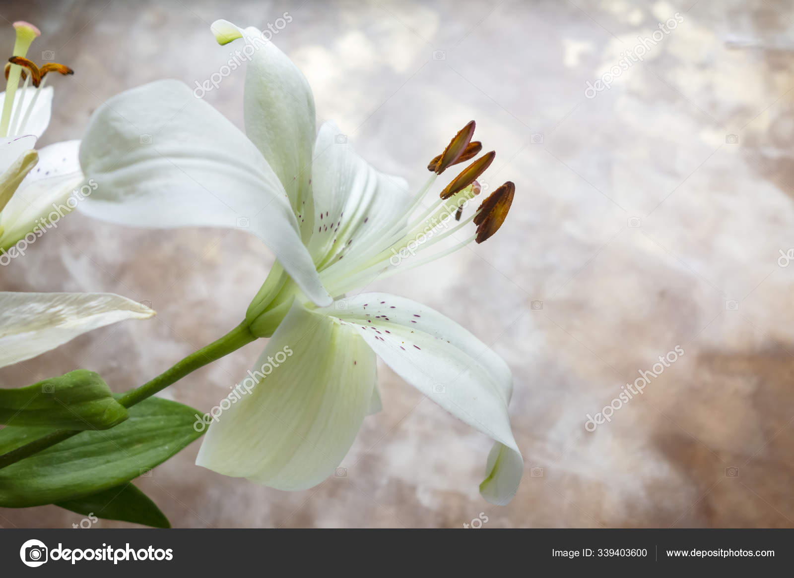 Lily white stargazer Lilium 'Star