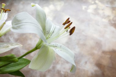 Beyaz stargazer lily