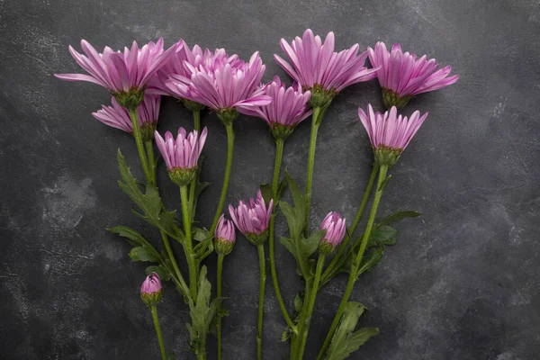 Chrysanthèmes Violets Longue Tige Coupés Sur Fond Ardoise Image En Vente