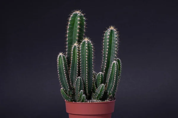 Кактус Cereus Peruvianus Выделенный Черном Фоне — стоковое фото