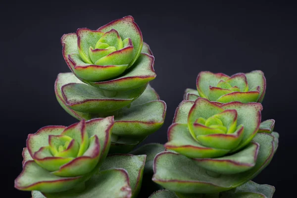 Zbliżenie Pięknej Grupy Crassula Perforata Czarnym Tle — Zdjęcie stockowe