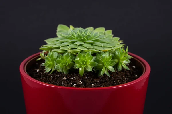 Hermoso Sempervivum Maceta Roja Aislado Sobre Fondo Negro — Foto de Stock