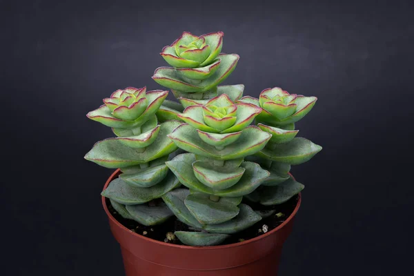 Belo Grupo Crassula Perforata Vaso Vermelho Isolado Sobre Fundo Preto — Fotografia de Stock