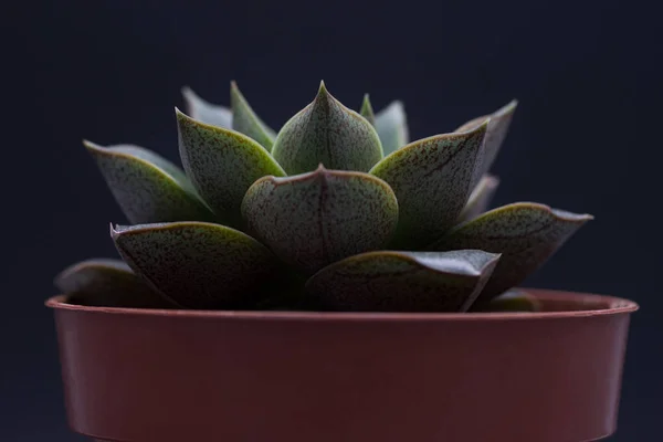 黒の背景に隔離されたポットで美しいEcheveria Purpoorum 正面図 — ストック写真