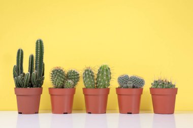 Bir grup ev içi kaktüs ve saksıdaki sulu bitkiler.
