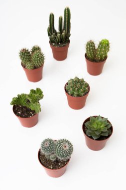 Kaktüs ve sulu tencereler beyaz bir masada.