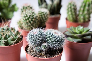 Beyaz bir masa üzerinde bir grup kaktüs ve sulugöz. Perspektifi kapat