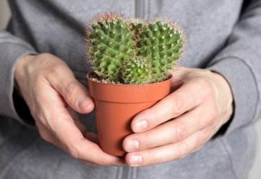 Mammillaria kaktüsü tutan bir adamın elleri.