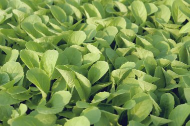 Küçük parlak yeşil fidanlıklar sabah güneşinde.