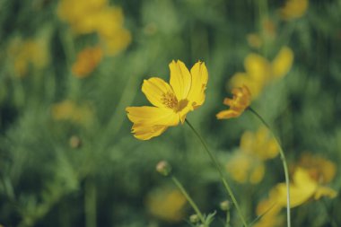 Bahçede güneş ışığıyla güzel sarı kozmos çiçekleri.