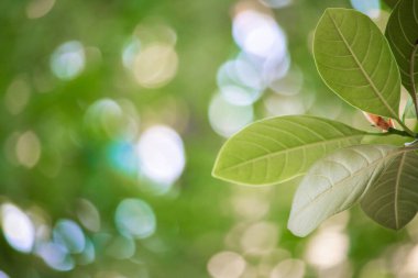 Güneş ışığındaki yeşil yaprağın yakın doğa görüntüsü, arka plan veya duvar kağıdı olarak kullanılan doğal yeşil bitkiler