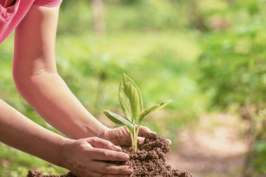 Genç yeşil tohumu koruyan bir kadın bulanık arka planda